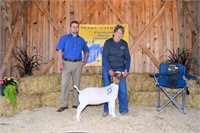 Hickory Springs Farm Club Goat (Doeling) CHAMP
