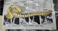 SPINE MODEL WITH CHART