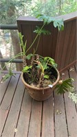 Potted Outdoor Plant