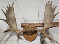 MOOSE ANTLER MOUNT