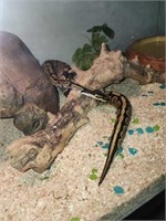 Female ball Python with complete set up