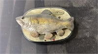 Rocky rainbow trout