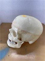 Replica skull
