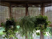 3 Hanging Houseplants - Spider Plant, Etc.