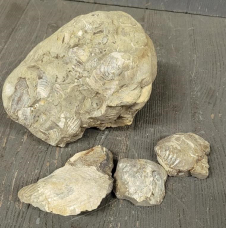 Fossilized Shells