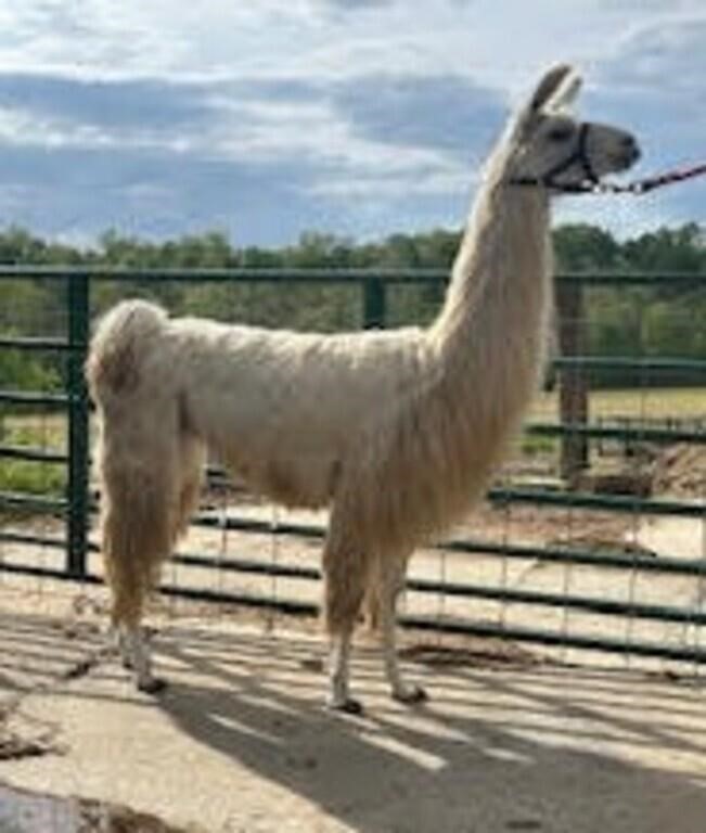 Spring Fling Online Llama Auction 2024
