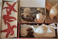 Collection of Starfish, Seashells & Asst