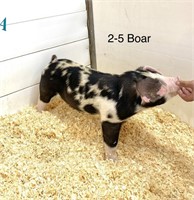 2-5 SPOT BOAR ~MSP~ BODYGAURD X EMANCIPATION