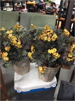 Pair of yellow plants