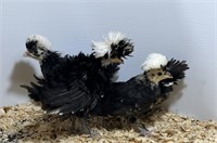4 Unsexed-White Crested Black Polish Bantams