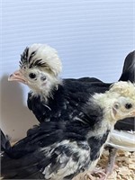 2 Unsexed-White Crested Black Polish Bantams