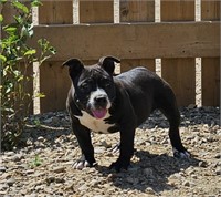 Female-Pocket American Bully-Intact, 3.5 months