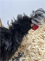 Rooster-Frizzle Bantam White Crested Black Polish