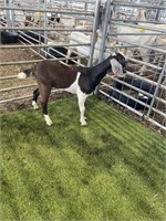 ARBY2670 BLK WHITE NUBIAN CROSS DOE 30# P35