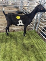 ARBY2675 BLK WHITE NUBIAN CROSS DOE 80# P36