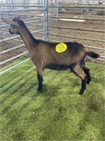 HILLTOP ACRES GOAT & SHEEP AUCTION 06/15/2024