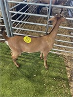 ARBY2669 RED NUBIAN CROSS DOE 48# P35