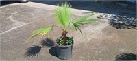 4' Fan Palm in a 10 gal container