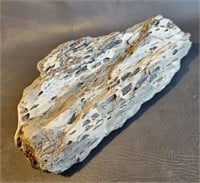 Petrified Wood Specimen Rock -Rotted Wood 10" long