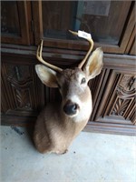 Mounted Deer Head