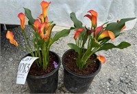 Calla Lilly- Orange, 2 plants