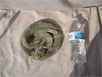 Ceramic Rattlesnake