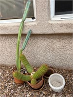 2 Live Cacti - 3 Planters