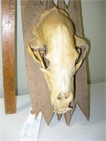 Black Bear Skull Mount