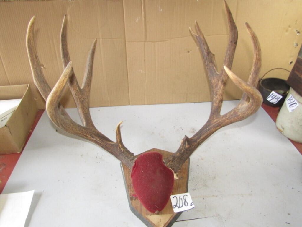 10 POINT MULE DEER RACK -19" WIDE