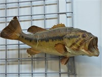 Large Mouth Bass Fish on Wood Mount