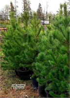 4-6 Foot Pine Trees x5 you pay PER TREE!!!