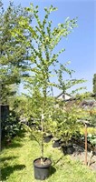 (1) Katsura Tree - 10 gallon - 10 ft