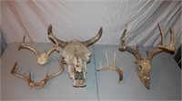 Cow Skull w/Horns & Deer Antlers
