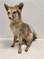 Vintage grey fox taxidermy as-is