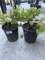 2 Lots /1ea 1 Gal Small White Flowers Potentilla