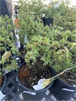 4 Lots /1ea 1 Gal Creme Brulee Potentilla