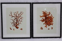 Orange Coral Prints