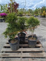 3 Thuja Cypress