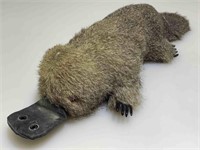 Vtg Real Fur Covered Stuffed Platypus Toy.