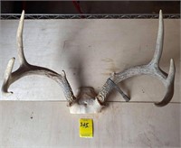 Deer Skull Cap