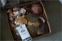 Collection of Sea Shells & Sand Dollars