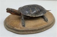 Painted Turtle mount