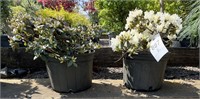 (2) Ginny Gee Dwarf Rhododendron - 3 gallon - A