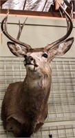 Taxidermy 8-Pt. Deer Stag Bust Mount Trophy