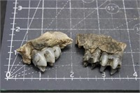 Long nose Peccary teeth, Mylohyas, Florida