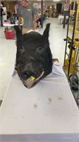 Wild pig head mount