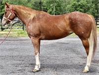12 YEAR OLD QH MARE- VIDEO