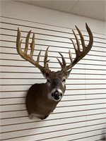 B/C Typical Gross 233" White Tail W/ Real Antlers