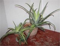 Three Live Aloe Vera Plants in Pots