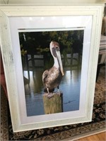 Framed photographed pelican with